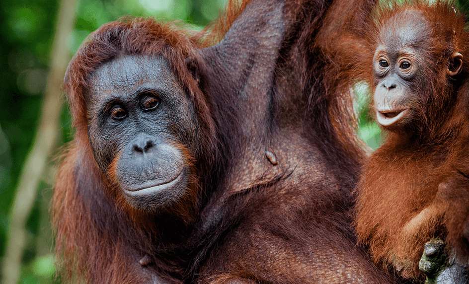 Sumatra - setkání s orangutany Indonésie